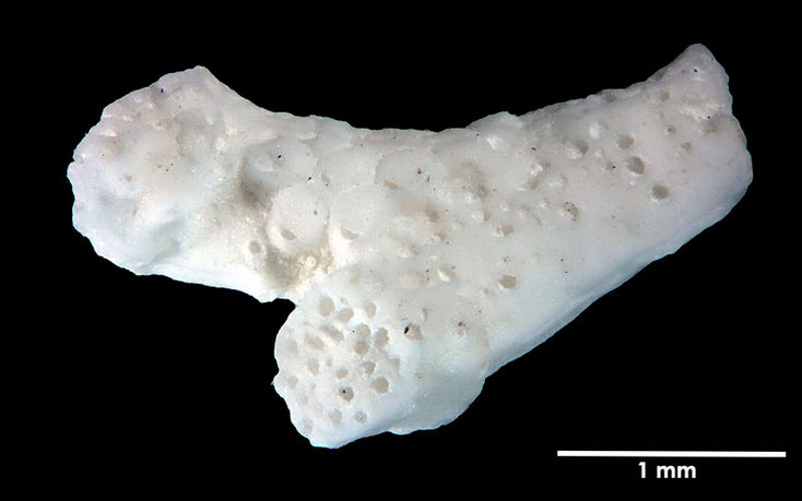 Senckenberg, Bryozoa, Bryozoen, Moostierchen, Sammlung Voigt