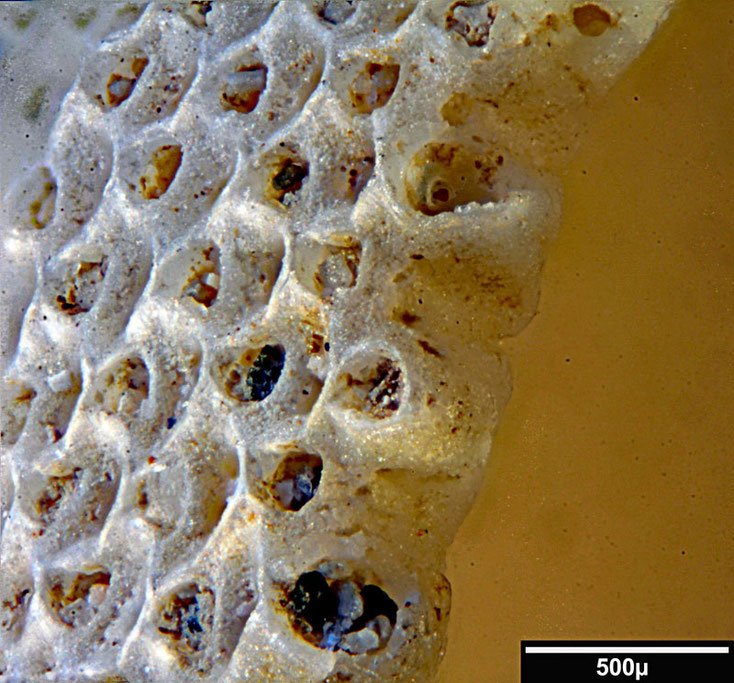 Bryozoa Cupuladria grandis (Canu + Bassler 1929)