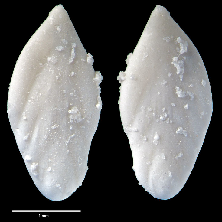 Foraminifere, Foraminifera, Bryozoa, Senckenberg, fossil, Voldum, Danium