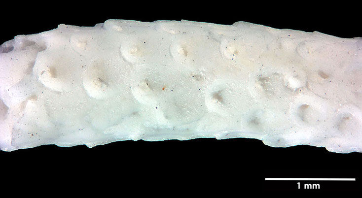 Senckenberg, Bryozoa, Bryozoen, Moostierchen, Sammlung Voigt