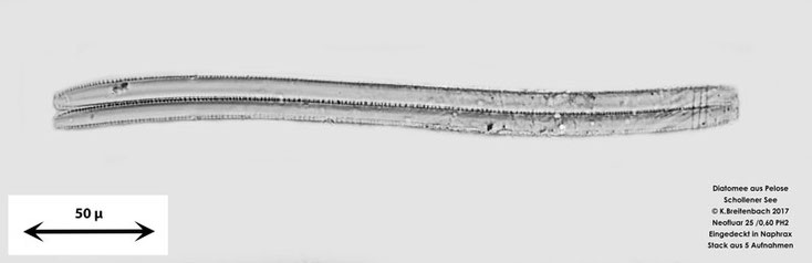 Diatomee aus der Pelose aus dem Schollener See, vermutlich Nitzschia spec.
