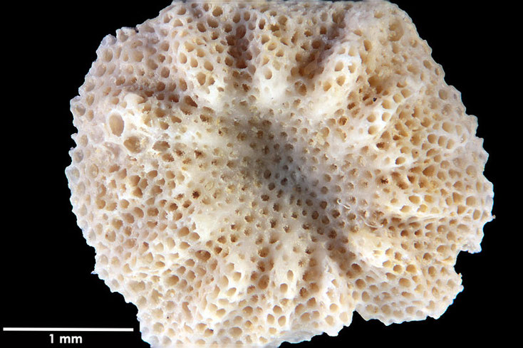 Senckenberg, Bryozoa, Bryozoen, Moostierchen, Sammlung Voigt