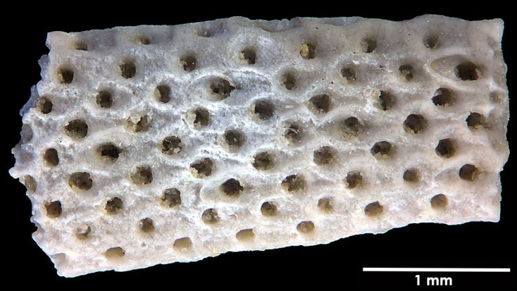 Senckenberg, Bryozoa, Bryozoen, Moostierchen, Sammlung Voigt