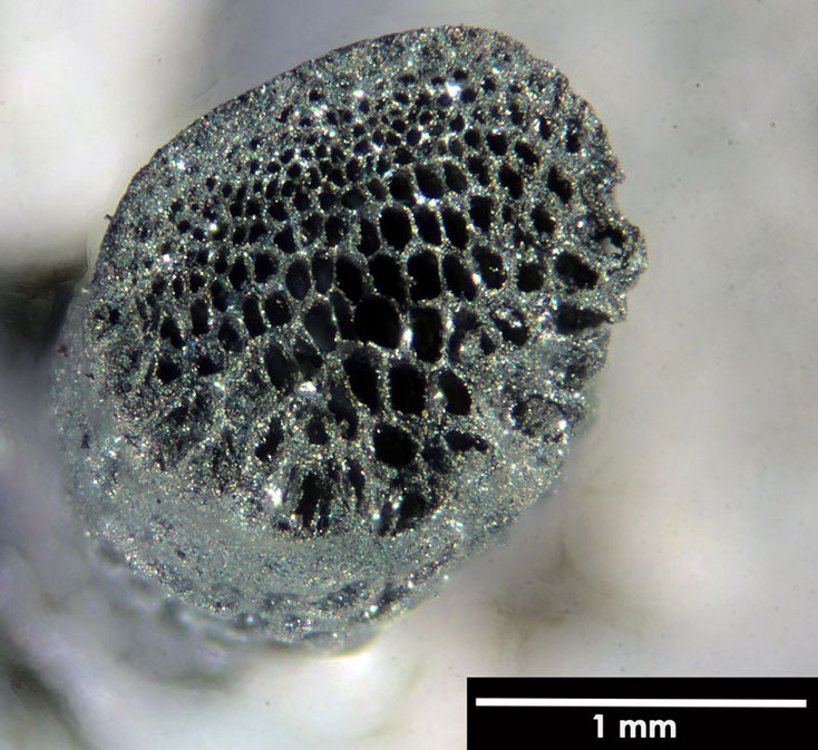 Senckenberg, Bryozoa, Bryozoen, Moostierchen, Sammlung Voigt