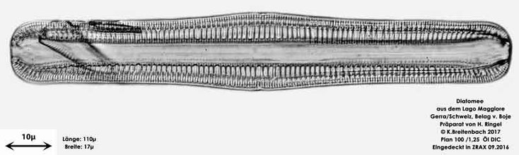 Bild 54 Diatomee aus dem Lago Maggiore/Gerra Schweiz, Gattung mir unbekannt