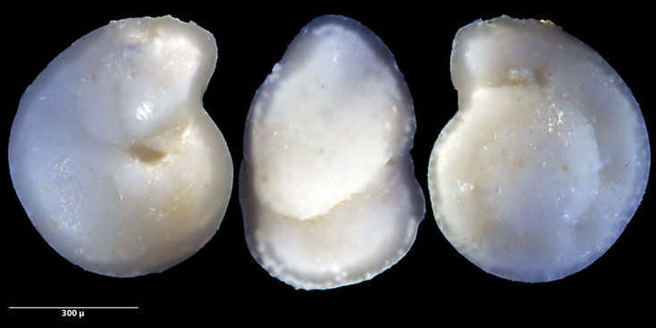 Foraminifere aus Aachen (Unt. Maastrichtium) Gattung: Globorotalites sp Brotzen, 1942