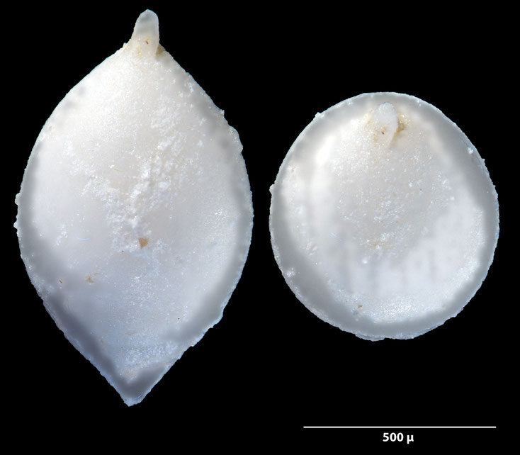 Foraminifere, Foraminifera, Bryozoa, Senckenberg, fossil, Zeltberg, Maastrichtium