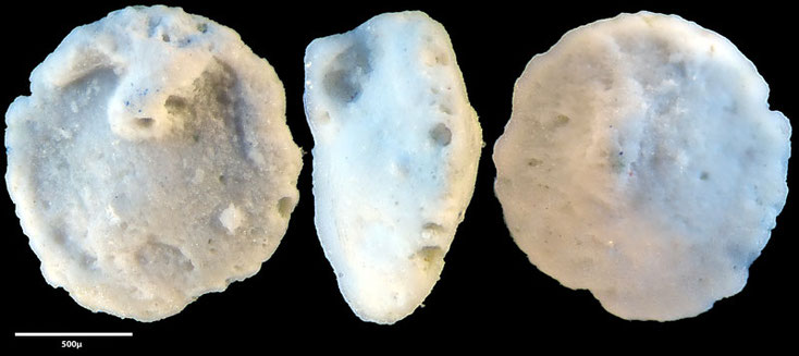Foraminifera, Foraminiferen, Foras