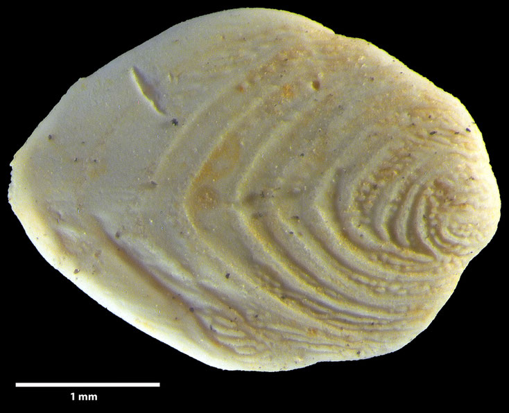 Foraminifere, Foraminifera, Bryozoa, Senckenberg, fossil, Mülheim/Ruhr, Cenomanium