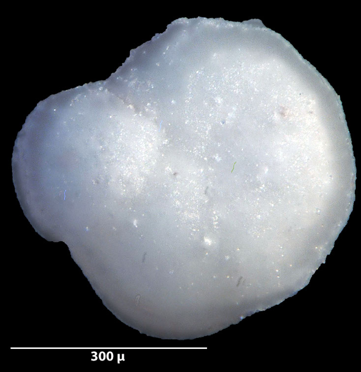 Foraminifere, Foraminifera, Bryozoa, Senckenberg, fossil, Stevns Klint, Dänemark, Maastrichtium