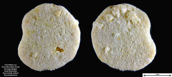 Foraminifere fossil aus Romontbos bei Eben-Emael. Art: Lepidorbitoides minor (Schlumberger 1902)