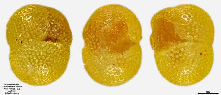 Foraminifere aus Castellammare; Gattung: Sphaeroidinella dehiscens