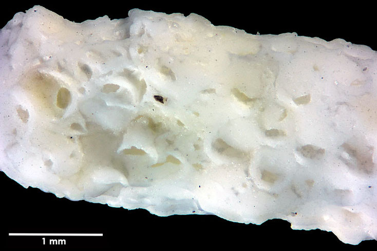 Senckenberg, Bryozoa, Bryozoen, Moostierchen, Sammlung Voigt