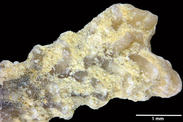 Senckenberg, Bryozoa, Bryozoen, Moostierchen, Sammlung Voigt