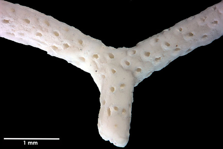 Senckenberg, Bryozoa, Bryozoen, Moostierchen, Sammlung Voigt