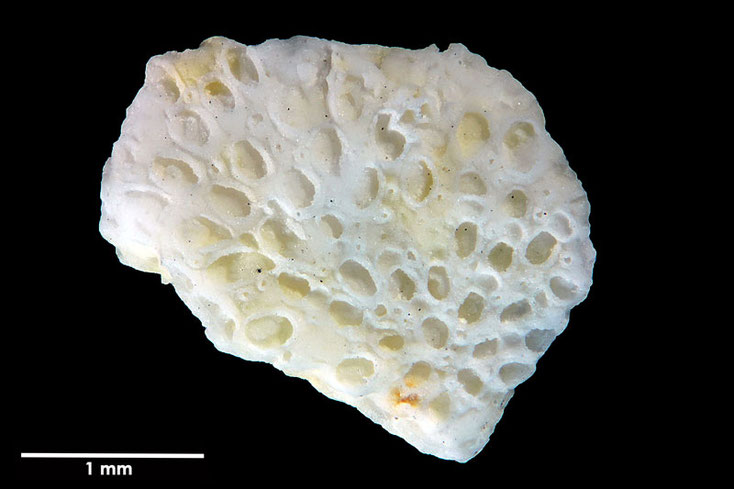 Senckenberg, Bryozoa, Bryozoen, Moostierchen, Sammlung Voigt