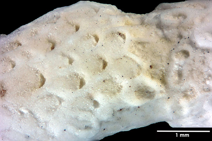 Senckenberg, Bryozoa, Bryozoen, Moostierchen, Sammlung Voigt