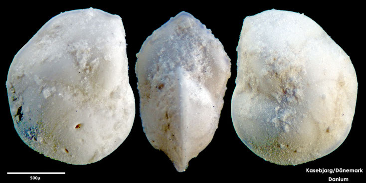 Foraminifere, Foraminifera, Bryozoa, Senckenberg, Danium, Dänemark