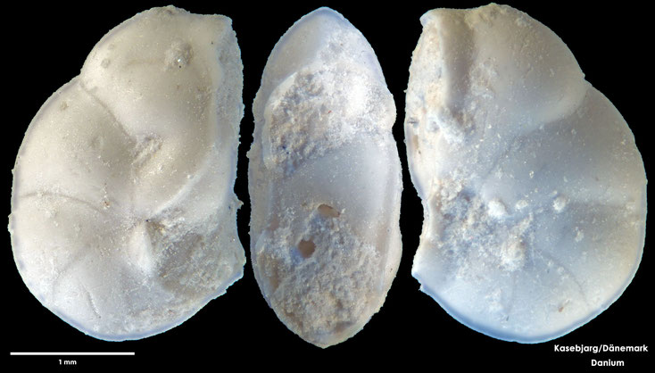 Foraminifere, Foraminifera, Bryozoa, Senckenberg, Danium, Dänemark