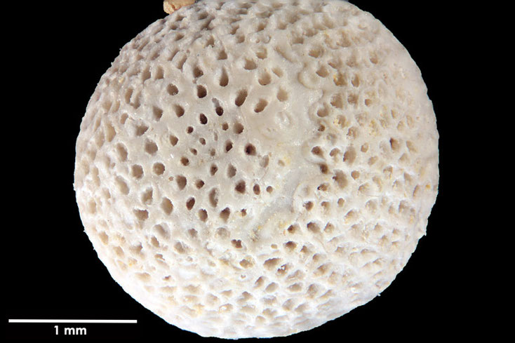 Senckenberg, Bryozoa, Bryozoen, Moostierchen, Sammlung Voigt