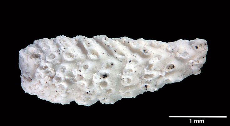 Senckenberg, Bryozoa, Bryozoen, Moostierchen, Sammlung Voigt