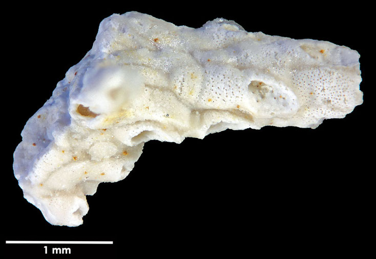 Senckenberg, Bryozoa, Bryozoen, Moostierchen, 