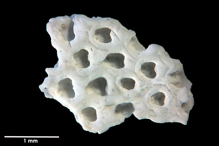 Senckenberg, Bryozoa, Bryozoen, Moostierchen, Sammlung Voigt