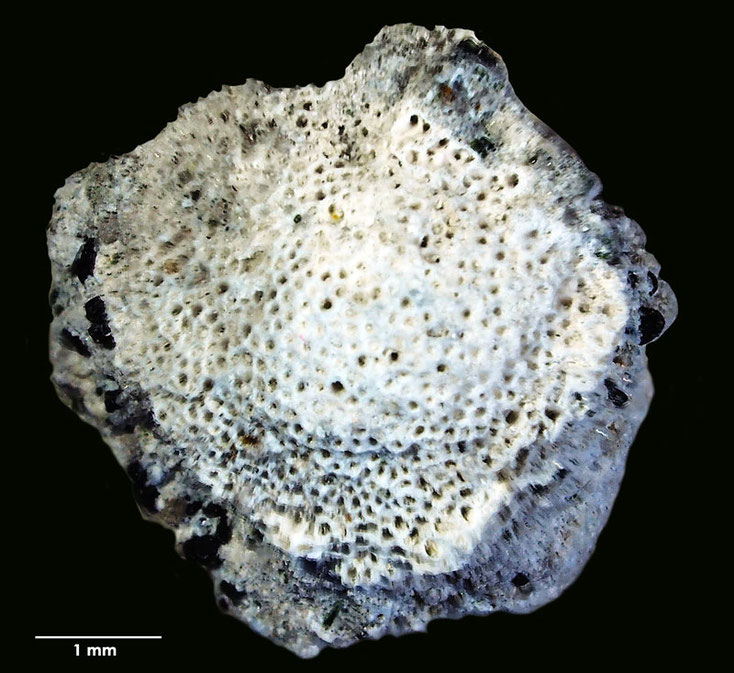 Bryozoen, Bryozoa, Senckenberg, Voigt, d`Orbigny 1850