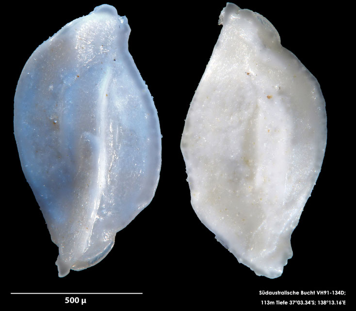 Foraminifere, Foraminifera, Bryozoa, Senckenberg, Australien