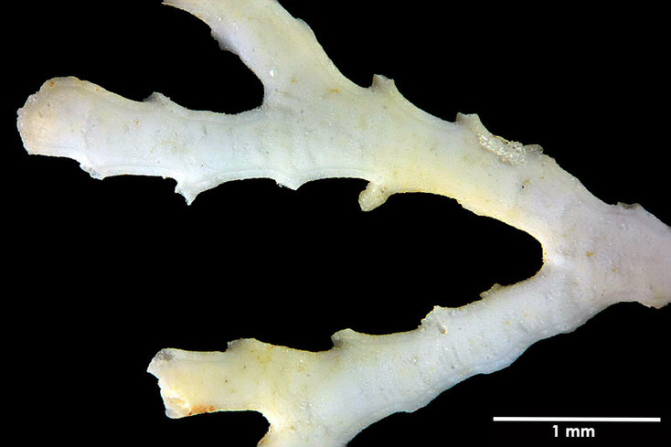 Senckenberg, Bryozoa, Bryozoen, Moostierchen, Sammlung Voigt