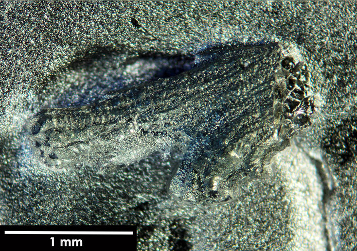 Senckenberg, Bryozoa, Bryozoen, Moostierchen, Sammlung Voigt