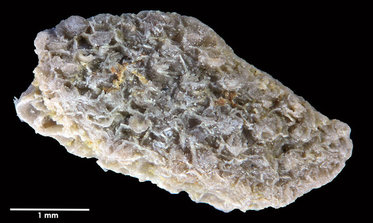 Senckenberg, Bryozoa, Bryozoen, Moostierchen, Sammlung Voigt