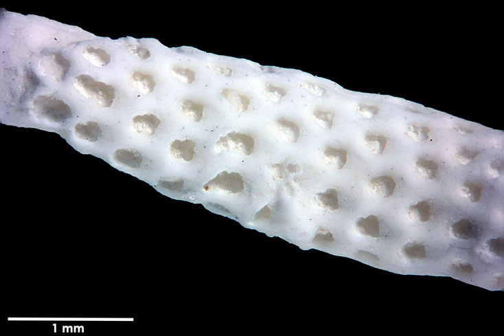 Senckenberg, Bryozoa, Bryozoen, Moostierchen, Sammlung Voigt