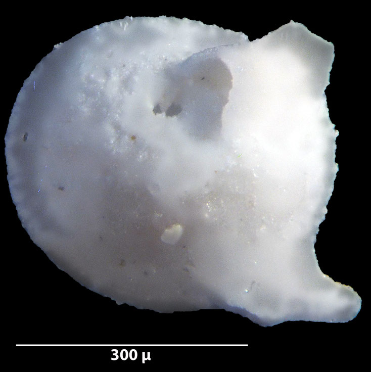 Foraminifere, Foraminifera, Bryozoa, Senckenberg, fossil, Stevns Klint, Dänemark, Maastrichtium