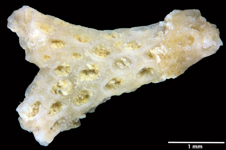 Senckenberg, Bryozoa, Bryozoen, Moostierchen, Sammlung Voigt