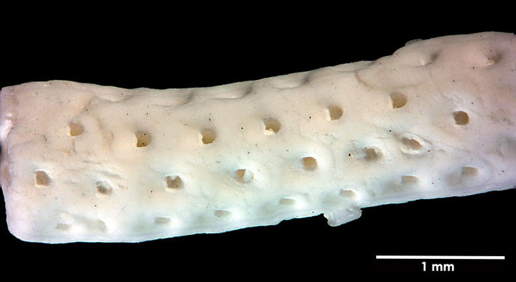 Senckenberg, Bryozoa, Bryozoen, Moostierchen, Sammlung Voigt