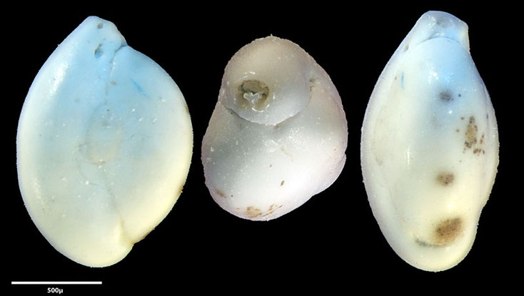 Triloculina trigonula (Lamarck, 1804), Foraminiferen, Foraminifera, Fora, Senckenberg, Aden, Bab-el-Mandeb
