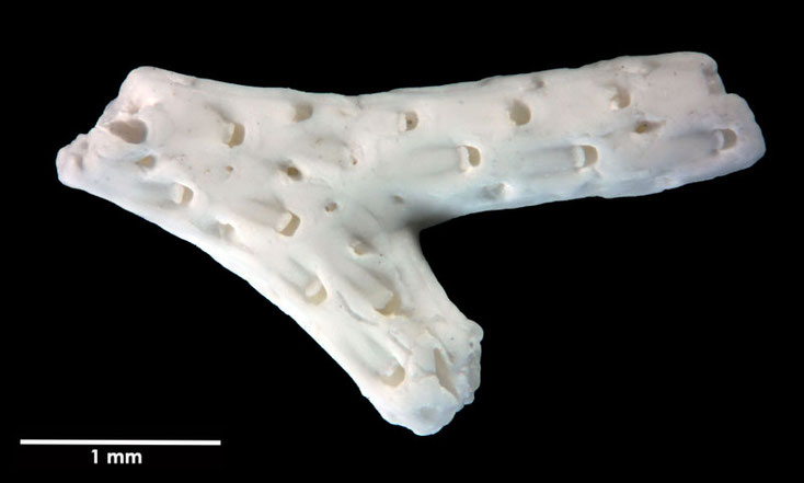 Senckenberg, Bryozoa, Bryozoen, Moostierchen, Sammlung Voigt