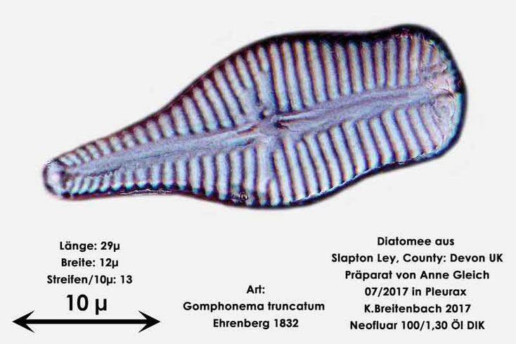 Bild 31 Diatomeen aus Slapton Ley, Devon UK; Art: Gomphonema truncatum Ehrenberg 1832