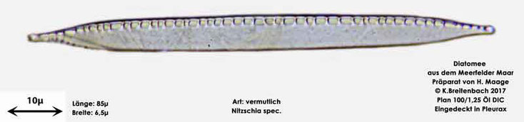 Bild 5a Diatomee aus dem Meerfelder Maar in der Eifel, Art: vermutlich Nitzschia spec.