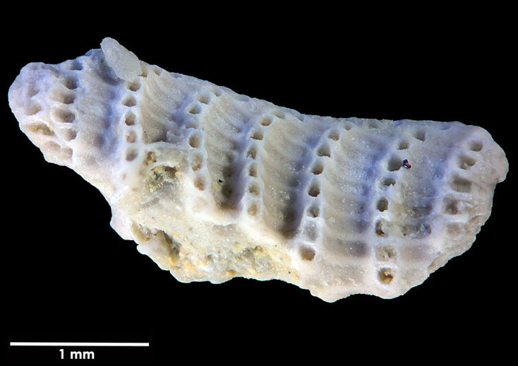 Senckenberg, Bryozoa, Bryozoen, Moostierchen, Sammlung Voigt