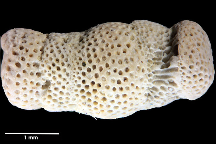 Senckenberg, Bryozoa, Bryozoen, Moostierchen, Sammlung Voigt