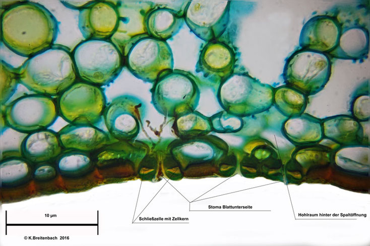 Christrose (Helleborus niger) Querschnitt durch ein Blatt der Christrose - Detail Stomata 