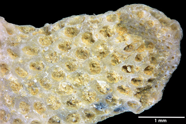 Senckenberg, Bryozoa, Bryozoen, Moostierchen, Sammlung Voigt