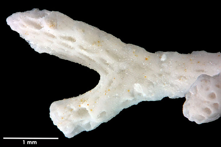 Senckenberg, Bryozoa, Bryozoen, Moostierchen, Sammlung Voigt