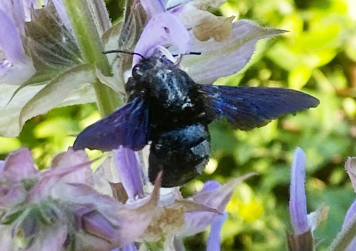 Bild 3 Xylocopa iris (Latreille 1802) Holzbiene