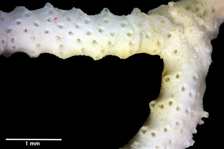 Senckenberg, Bryozoa, Bryozoen, Moostierchen, Sammlung Voigt