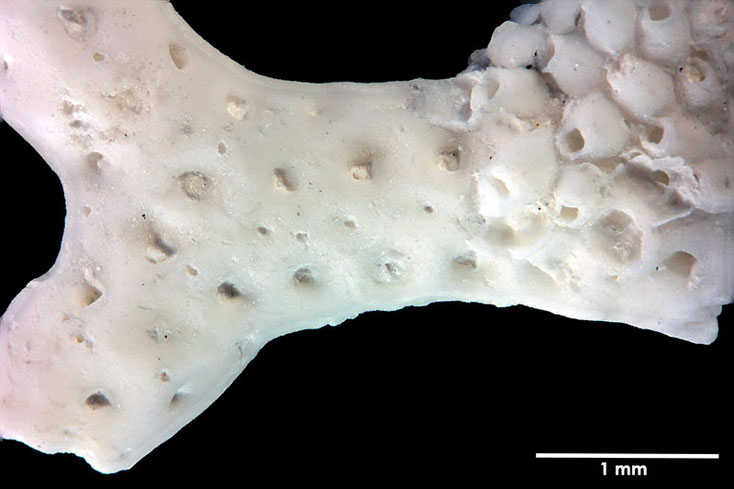 Senckenberg, Bryozoa, Bryozoen, Moostierchen, Sammlung Voigt