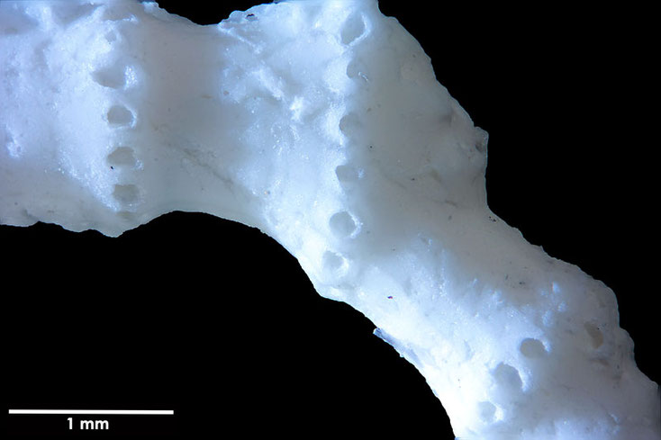 Senckenberg, Bryozoa, Bryozoen, Moostierchen, Sammlung Voigt