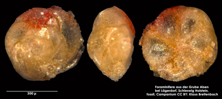 Foraminifere: fossil, Grube Alsen